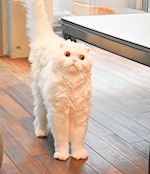 ペリドット(足つぼ屋 PERIDOT)のスタッフ 加藤 ソラ